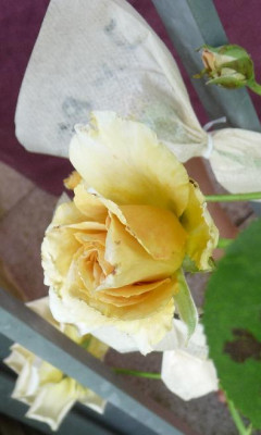 Jactan_06_09_10.JPG