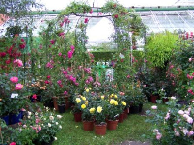 Rosenschau09_073.jpg