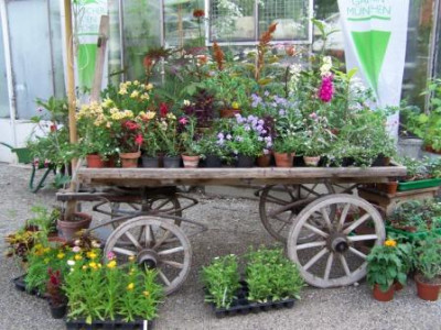 Rosenschau09_017.jpg