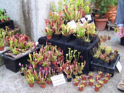 Rosenschau09_047.jpg