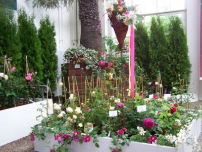 Rosenschau09_030.jpg