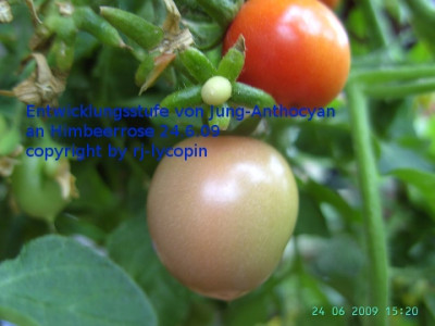HimbeerroseAnthocyan24.6..jpg.jpg