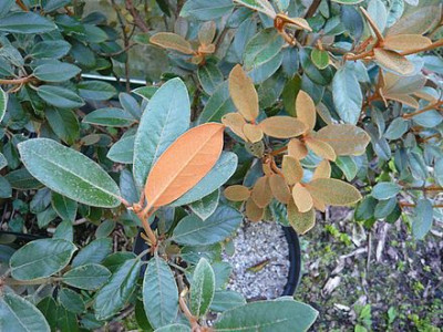 Rhododendron_tsariense_fars_2009.jpg