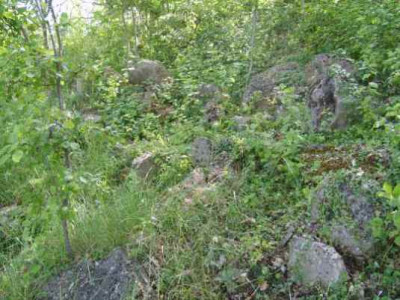 Wildwuchs2.jpg