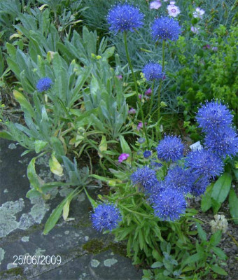 jasione-laevis-blaulicht-25.jpg
