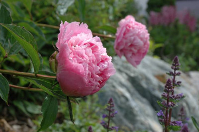DSC_2882rosa_paeonie1.jpg