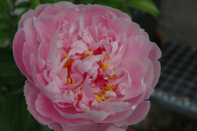 DSC_2896rosa_paeonie2.jpg