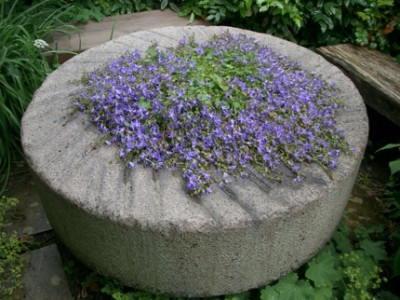 IMGP7831.JPG
