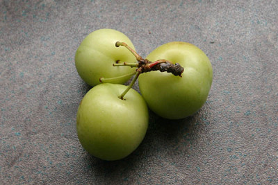 grunekirschen.jpg