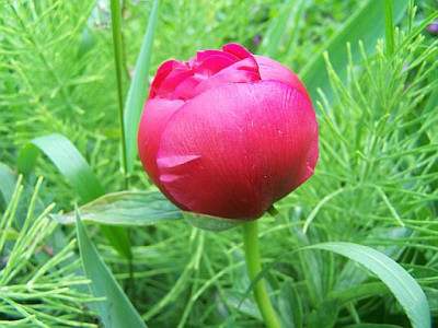 100_2056_Paeonia_herb.___500.jpg