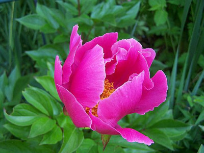 100_2127_PAEONIA_herb.___semi_double___500.jpg