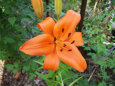 100_2120_Lilium_sp_ex_China__orange___500.jpg