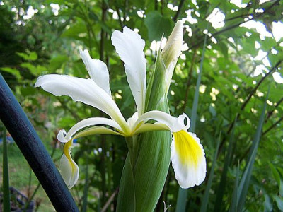 100_2130_IRIS_bucharica__evtl._____500.jpg