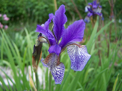 100_2062_bot._Iris_sibirica___500_top.jpg
