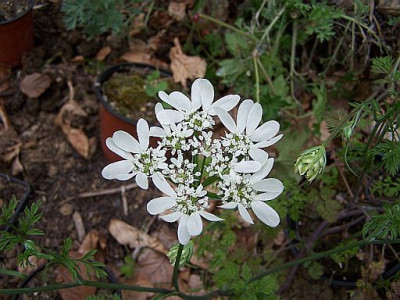 100_2108_ORLAYA____500.jpg