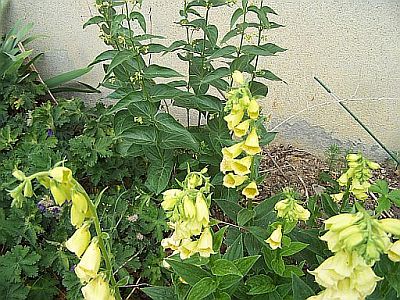 100_2105_Wildflower___400.jpg