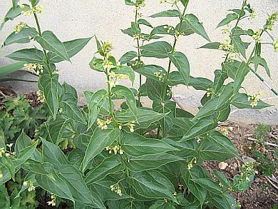100_2106_Wildflower_sp.____400.jpg