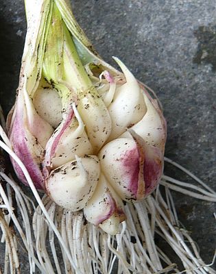 Knoblauchernte_2_fars_2009.jpg