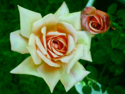 PuckII26_06_2009.jpg