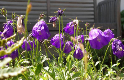 comp_Campanula_pulla_2009.jpg