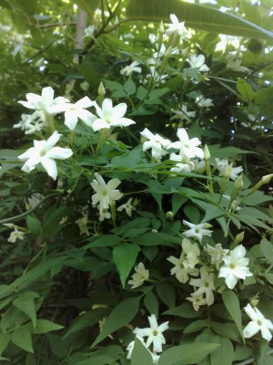 Kopie_von_23062009Jasminum_officinale.jpg