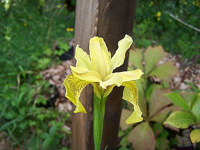 100_2136_IRIS_......._3____400.jpg