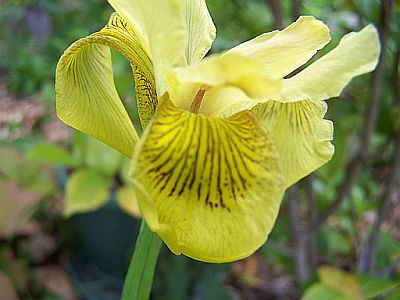 100_2137_Iris_.....__2___400.jpg