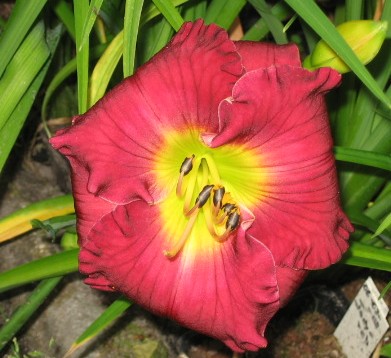 inca_puzzle_X_songwriter_2009.JPG