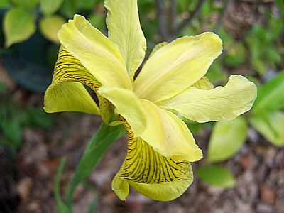 100_2138_IRIS_forestii__400.jpg