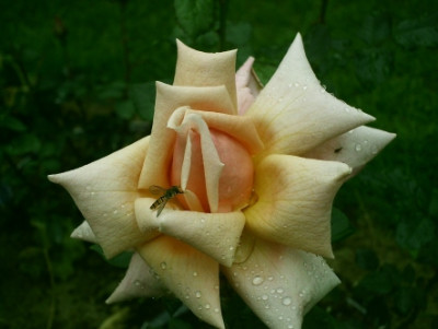 Ulster_MonarchII27-06-2009.jpg