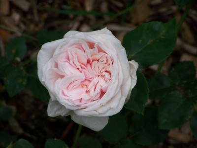 Juni_2009_SdM_Blute.jpg