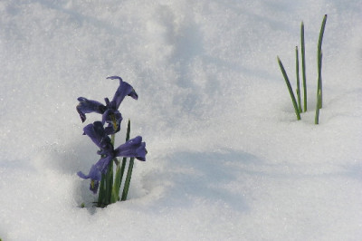 Iris-Feb-2004.jpg