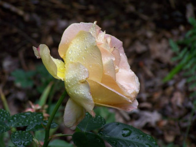 Juni_2009_Elle_Regen.jpg