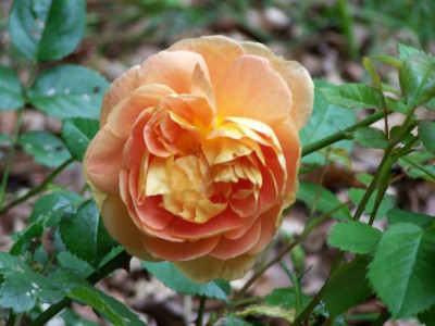 Juni_2009_Lady_Emma_Hamilton.jpg