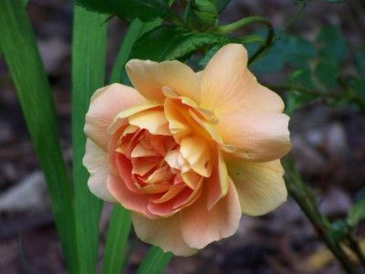 Juni_2009_Lady_Emma_seitlich.jpg