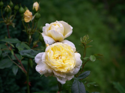 Juni_2009_Yellow_Romantica.jpg
