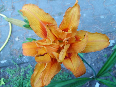 H.fulva.jpg