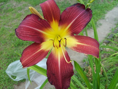 S5003877klein.jpg
