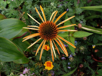echinacea_mango_meadowbrite.jpg