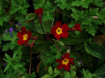 primula20090626.jpg