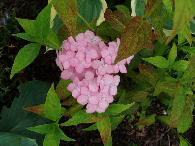 hydrangea_serrata_betu_ko_temari.jpg