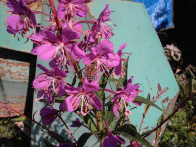 K640_PICT0259.JPG