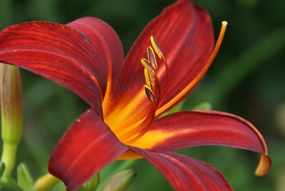 lilium-rot09.jpg
