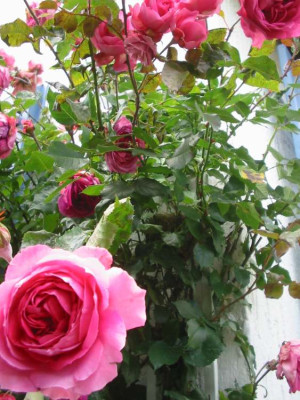 Vogelnest_Rose_1.jpg