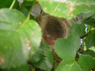 Vogelnest_Rose_2.jpg