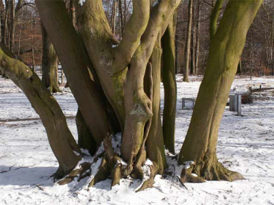 Hainbuche-Bagno-Steinfurt.jpg
