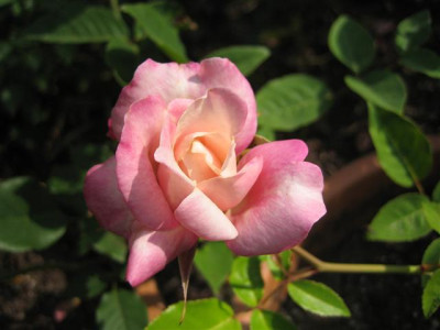 IMG_5615_Small.JPG