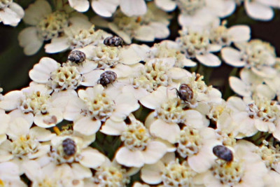 achillea-aliens_7602.jpg