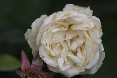 Mrs-Herbert-Hawksworth-2009-06-27_7542.jpg