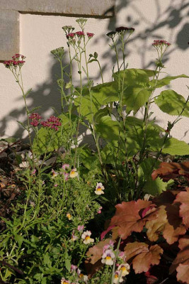 macranthas-Garten-090512-04.jpg